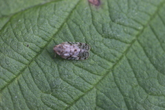 Tachycixius pilosus