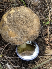 Phylloporus clelandii