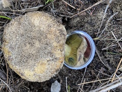 Phylloporus clelandii