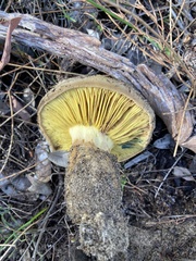Phylloporus clelandii