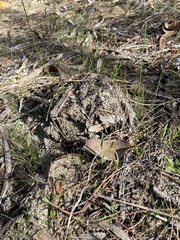 Russula erumpens