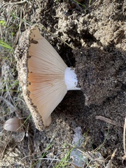 Russula erumpens