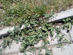 Convolvulus arvensis