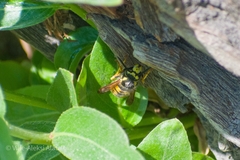 Vespula germanica