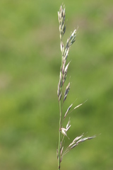 Arrhenatherum elatius elatius