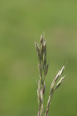 Arrhenatherum elatius elatius