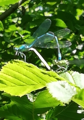 Coenagrion puella