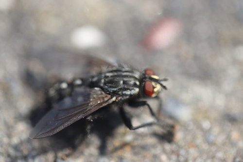 Sarcophaga nuotrauka