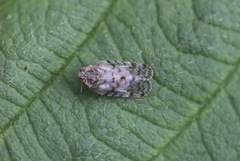 Tachycixius pilosus