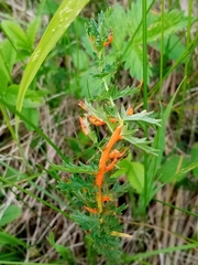 Triphragmium filipendulae
