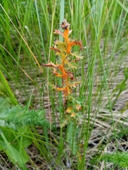 Triphragmium filipendulae