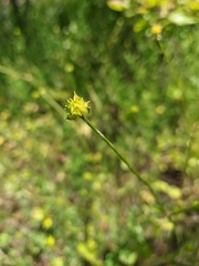 Ranunculus neapolitanus