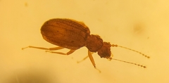 Dasycerus carolinensis