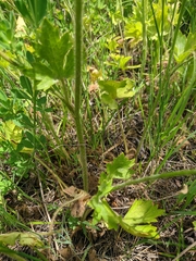 Ranunculus neapolitanus