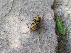 Xylotrechus chinensis