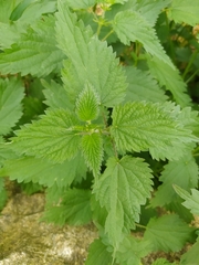 Urtica dioica