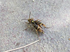 Xylotrechus chinensis