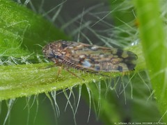 Xestocephalus similis