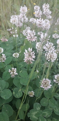 Trifolium repens