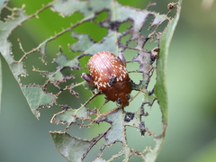 Asiophrida scaphoides