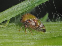 Vanduzea segmentata