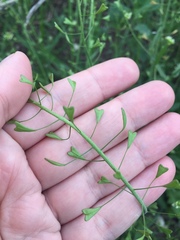 Capsella bursa-pastoris