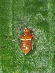 Pissonotus binotatus