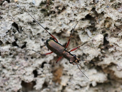 Heptodonta posticalis