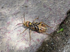 Xylotrechus chinensis