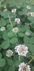 Trifolium repens