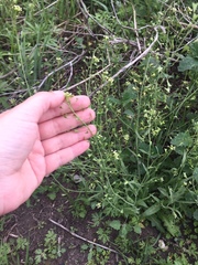 Capsella bursa-pastoris