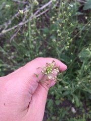 Capsella bursa-pastoris