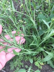 Capsella bursa-pastoris