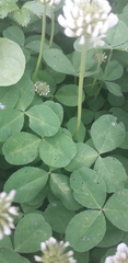 Trifolium repens