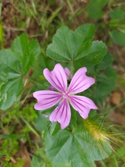 Malva sylvestris