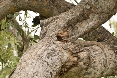 Varanus albigularis