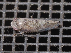 Paraphlepsius tennessus