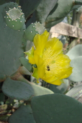 Opuntia