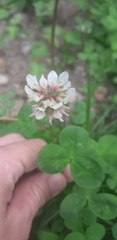 Trifolium repens