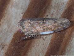 Paraphlepsius tennessus