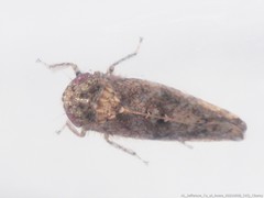 Paraphlepsius tennessus