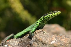 Platysaurus orientalis