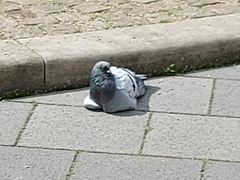 Columba livia domestica