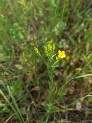Linum corymbulosum