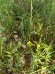 Linum corymbulosum