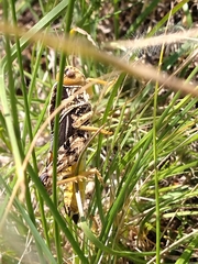 Prionotropis hystrix