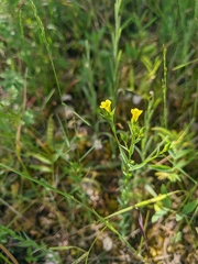 Linum corymbulosum
