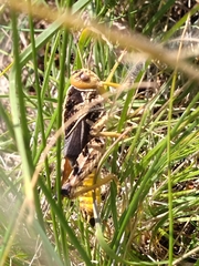 Prionotropis hystrix