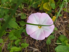 Convolvulus arvensis
