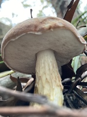 Austroboletus lacunosus